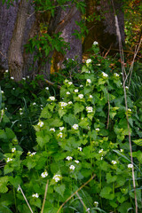 Knoblauchrauke,  Gemeines  Lauchkraut,  Alliaria petiolata