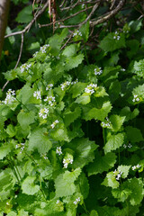 Knoblauchrauke,  Gemeines  Lauchkraut,  Alliaria petiolata