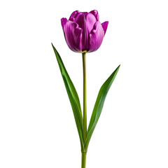 one purple tulip on a long stem with green petals in png format.