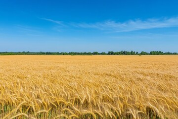 Golden wheat sways gently in the breeze beneath a vibrant blue sky, creating a tranquil atmosphere across a sprawling farm landscape. This serene view captures nature's beauty