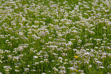 Fototapeta premium Wiesen-Schaumkraut, Cardamine pratensis
