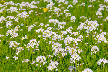 Wiesen-Schaumkraut,  Cardamine pratensis