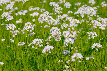 Fototapeta premium Wiesen-Schaumkraut, Cardamine pratensis