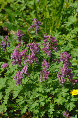 Hohler Lerchensporn,  Corydalis cava
