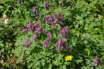 Hohler Lerchensporn,  Corydalis cava