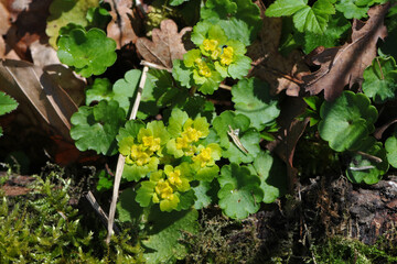 Wechselblättriges Milzkraut,  Chrysoplenium alternifolium