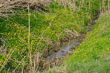 Scharbockskraut  Feigwurz,  Ficaria  verna
