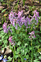 Hohler Lerchensporn,  Corydalis cava