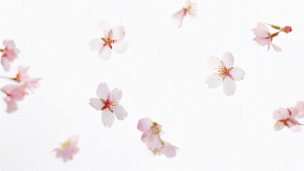 Naklejka premium spring flowers on white background