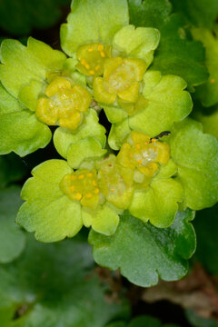 Wechselbl&auml;ttriges Milzkraut,  Chrysoplenium alternifolium