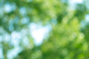 sunny green natural blurred bokeh lights, abstract background banner with sun glare, green foliage...