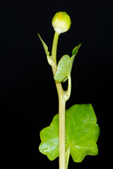 Scharbockskraut  Feigwurz,  Ficaria  verna