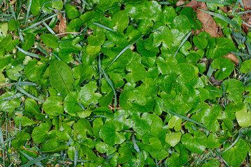 Scharbockskraut  Feigwurz,  Ficaria  verna