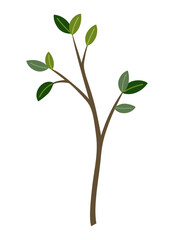 Life cycle of lemon tree. Vector young tree side view isolated on white background for landscape and architecture drawing, elements for environment and garden