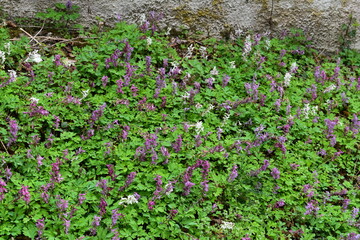 Hohler Lerchensporn,  Corydalis cava