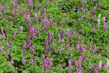 Fototapeta premium Hohler Lerchensporn, Corydalis cava