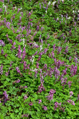 Hohler Lerchensporn,  Corydalis cava