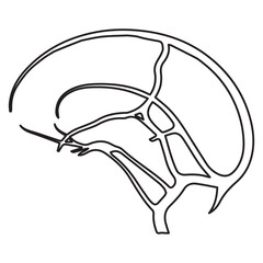 Cerebral veins line icon