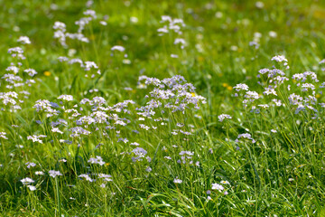 Fototapeta premium Wiesen-Schaumkraut, Cardamine pratensis