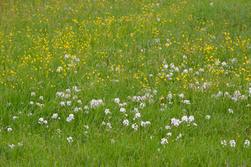 Wiesen-Schaumkraut, gefülltblütiges,  Cardamine pratensis, Plena