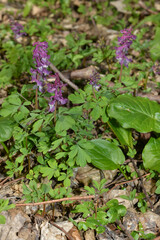 Hohler Lerchensporn,  Corydalis cava