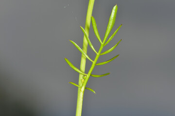Wiesen-Schaumkraut,  Cardamine pratensis