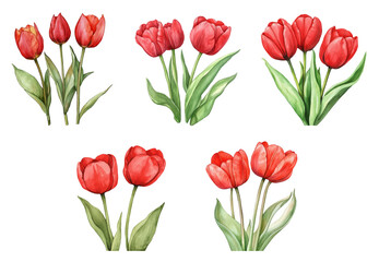 Watercolor set of red tulips. Lush red tulip flowers with green leaves watercolor on isolated background. Classic red tulips. Spring flowers concept. Vector illustration.