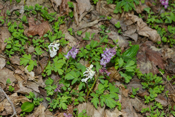 Hohler Lerchensporn,  Corydalis cava