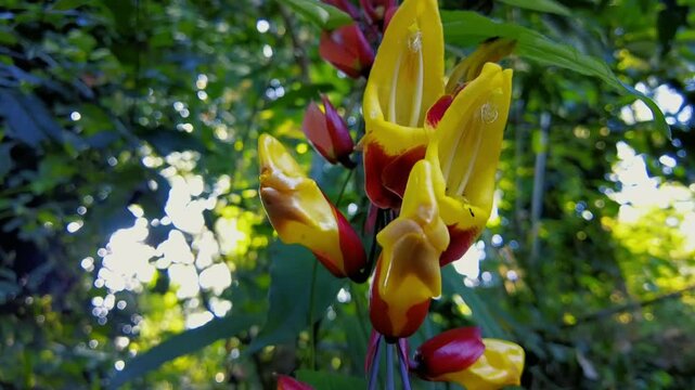 Thunbergia Mysorensis Flowers. Clockwork Blooms, Tropical Beauty