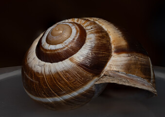 The photo shows a close-up of a snail shell. The spiral structure of the shell is clearly visible,...