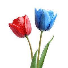 Beautiful color tulip flowers isolated on white