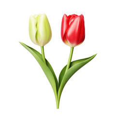 Naklejka premium Beautiful color tulip flowers isolated on white
