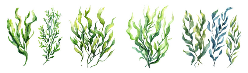 Watercolor set of green algae png. Green underwater plants. Concept of algae, underwater greenery, sea and ocean, river rolls, etc. Elements for design of marine and natural themes. © Narin