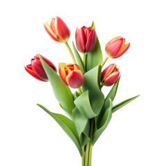 Obraz premium Beautiful color tulip flowers isolated on white
