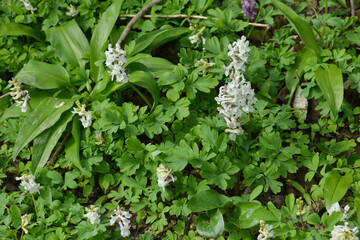Lerchensporn, Hohler, Corydalis cava