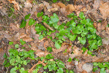 Scharbockskraut  Feigwurz,  Ficaria  verna