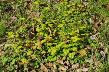Wechselblättriges Milzkraut,  Chrysoplenium alternifolium