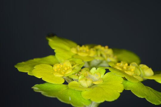 Wechselbl&auml;ttriges Milzkraut,  Chrysoplenium alternifolium