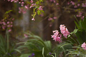 Pink blooming hyacinths in the spring garden. Wonderful atmospheric nature background. Flowerbed...