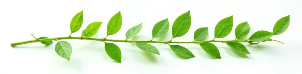 Obraz premium Focused green stem with leaves isolated on white background, stem, foliage, green