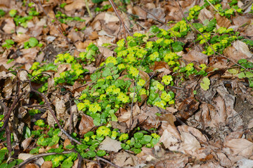 Wechselblättriges Milzkraut,  Chrysoplenium alternifolium