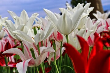 Obraz premium Tulipa clusiana. Dainty wild tulips. Background Blue cloudy sky. Germany. Europe.