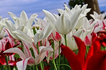 Tulipa clusiana. Dainty wild tulips. Background Blue cloudy sky. Germany. Europe.