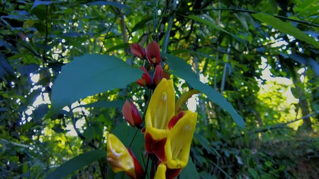 Thunbergia Mysorensis Flowers. Red and Yellow Tropical Vine