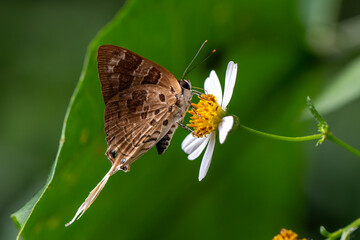 A brown long-tailed butterfly is sucking nutrients from a flower.
