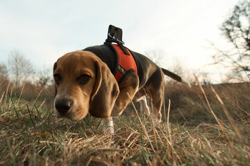 Beagle puppy