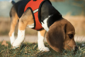 Beagle puppy