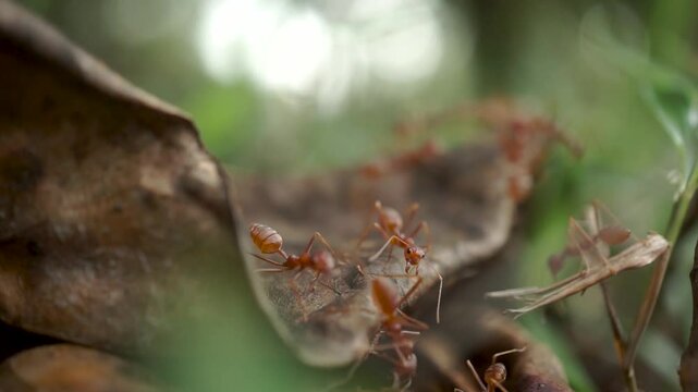 red ant activity on leaves that have fallen to the ground,  (Oecophylla smaragdina F.