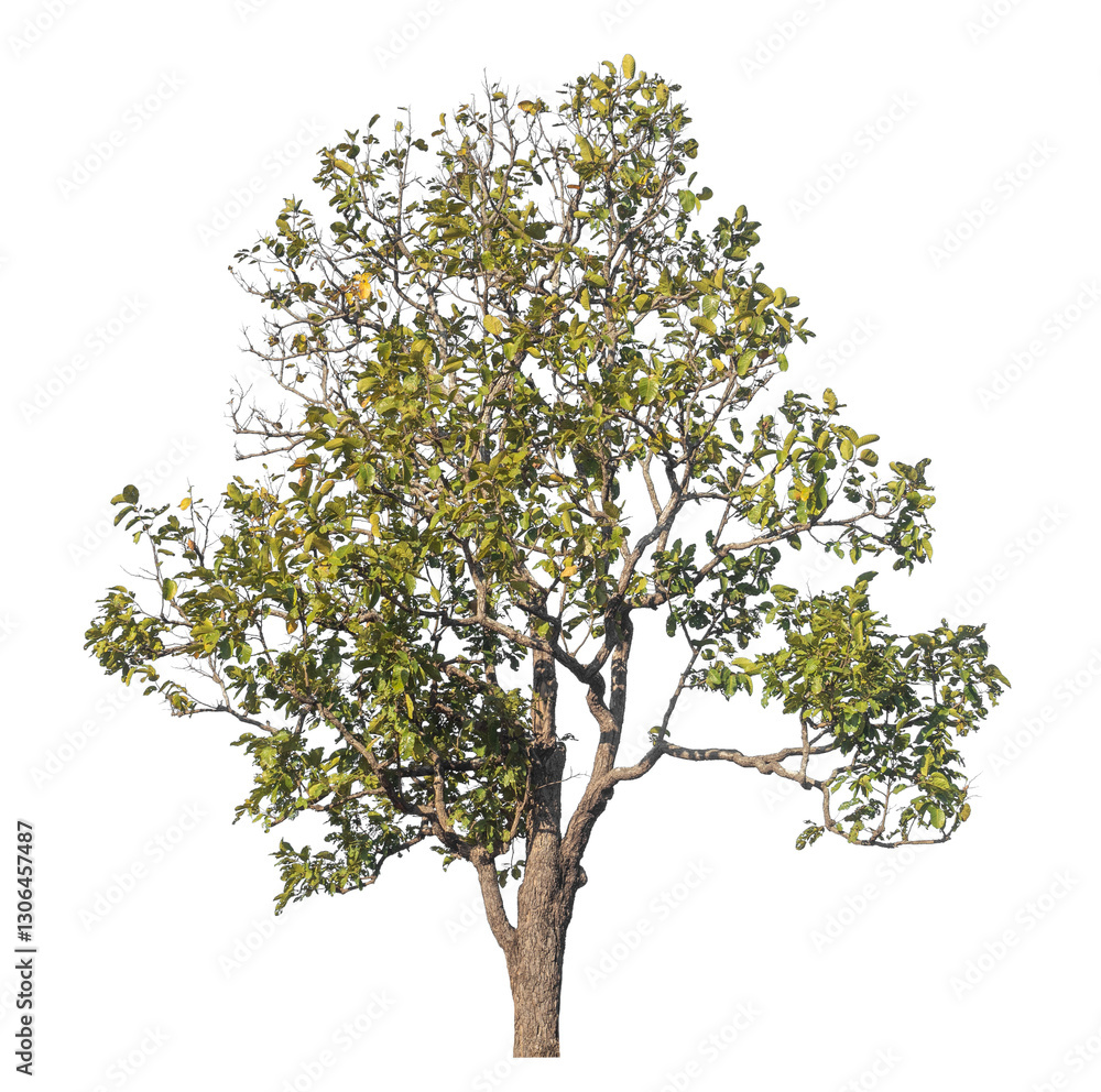Poster Single tree isolated on transparent background with clipping path and alpha channel