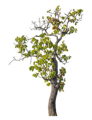 Obraz premium Single tree isolated on transparent background with clipping path and alpha channel